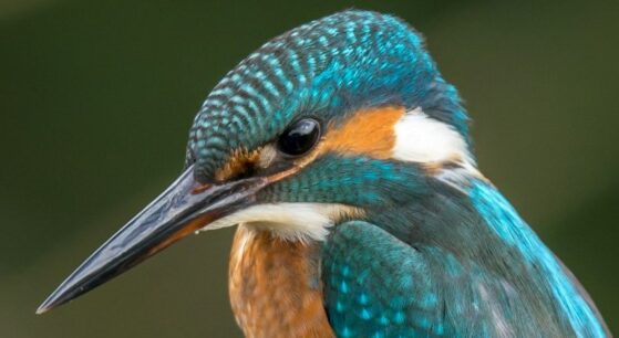 selective focus photography of blue kingfisher